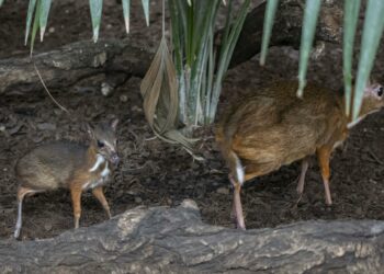 Nace en Bioparc Fuengirola un nuevo ciervo ratón, el rumiante más pequeño del mundo