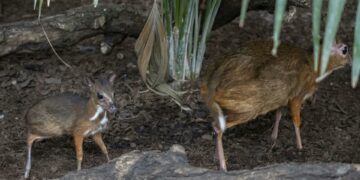 Nace en Bioparc Fuengirola un nuevo ciervo ratón, el rumiante más pequeño del mundo