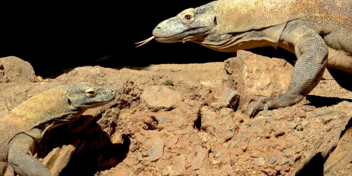 Ora, la hembra dragón de Komodo de Bioparc Fuengirola, pone doce huevos