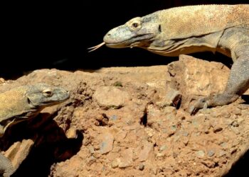 Ora, la hembra dragón de Komodo de Bioparc Fuengirola, pone doce huevos