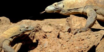 Ora, la hembra dragón de Komodo de Bioparc Fuengirola, pone doce huevos