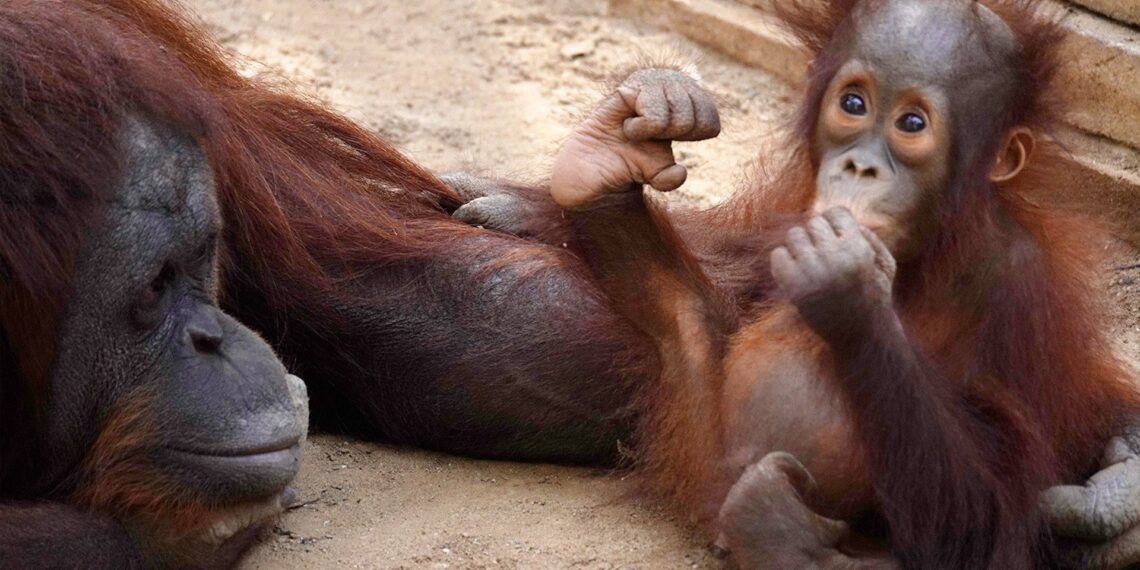 Neo, el pequeño orangután de Borneo de Bioparc Fuengirola cumple su primer año