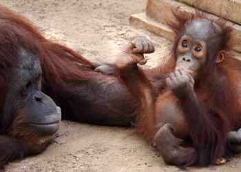 Neo, el pequeño orangután de Borneo de Bioparc Fuengirola cumple su primer año