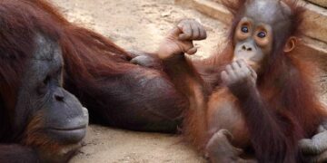 Neo, el pequeño orangután de Borneo de Bioparc Fuengirola cumple su primer año