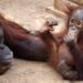 Neo, el pequeño orangután de Borneo de Bioparc Fuengirola cumple su primer año