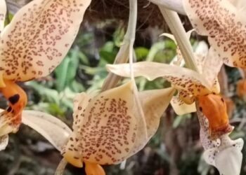 Florece en  Estepona una orquídea con fragancia a chocolate blanco