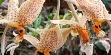 Florece en  Estepona una orquídea con fragancia a chocolate blanco