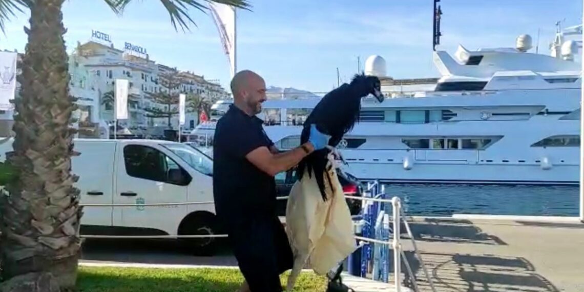 Rescatado un ejemplar joven de buitre negro que había caído al mar en Puerto Banús
