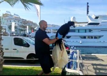 Rescatado un ejemplar joven de buitre negro que había caído al mar en Puerto Banús