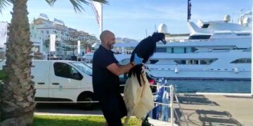 Rescatado un ejemplar joven de buitre negro que había caído al mar en Puerto Banús