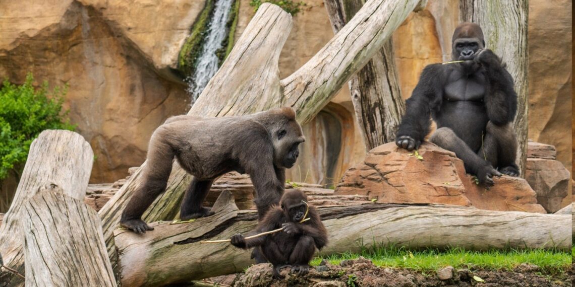 Bioparc Fuengirola colabora con Valencia y Camerún en conservación del gorila, en peligro crítico de extinción