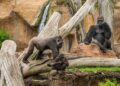 Bioparc Fuengirola colabora con Valencia y Camerún en conservación del gorila, en peligro crítico de extinción