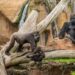 Bioparc Fuengirola colabora con Valencia y Camerún en conservación del gorila, en peligro crítico de extinción