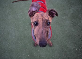 Más de 200.000 firmas y 500 veterinarios reclaman al PSOE una Ley de Protección Animal y que no excluya a los perros de caza