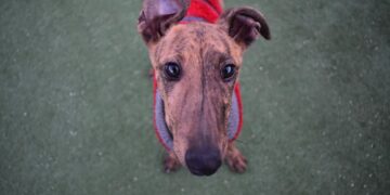 Más de 200.000 firmas y 500 veterinarios reclaman al PSOE una Ley de Protección Animal y que no excluya a los perros de caza