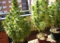Detenido en Fuengirola por tener una plantación de marihuana en la terraza