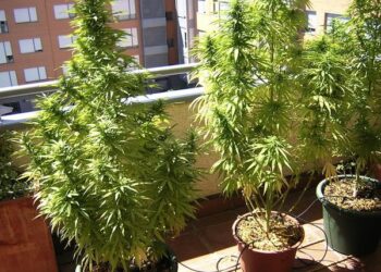Detenido en Fuengirola por tener una plantación de marihuana en la terraza