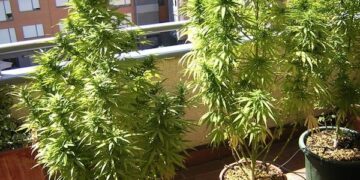 Detenido en Fuengirola por tener una plantación de marihuana en la terraza