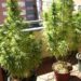 Detenido en Fuengirola por tener una plantación de marihuana en la terraza