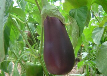 Caen los precios del calabacín y la berenjena en un 70%