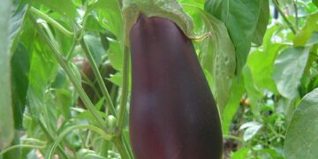 Caen los precios del calabacín y la berenjena en un 70%