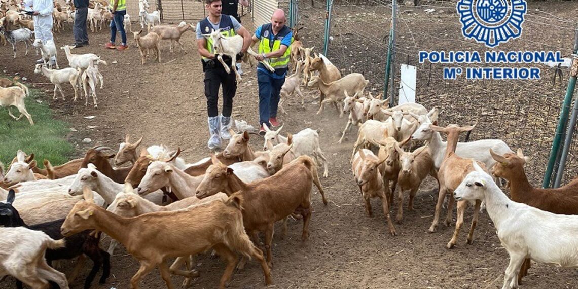 Cuatro personas detenidas en Málaga por el robo de 400 cabezas de ganado