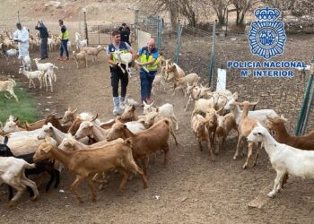 Cuatro personas detenidas en Málaga por el robo de 400 cabezas de ganado