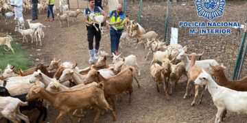 Cuatro personas detenidas en Málaga por el robo de 400 cabezas de ganado