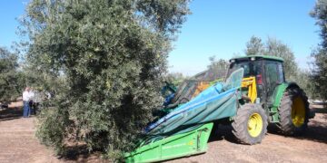 Más de 90 municipios contarán con refuerzo para la ITV agrícola para la campaña de la aceituna