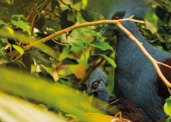 Nace una cría de paloma coronada occidental en Bioparc Fuengirola, la más grande del mundo