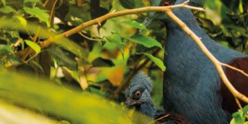 Nace una cría de paloma coronada occidental en Bioparc Fuengirola, la más grande del mundo