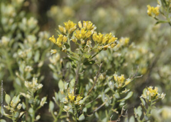 Organizan en Casares una charla para conocer la vegetación de Sierra Bermeja