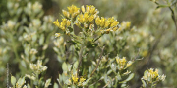 Organizan en Casares una charla para conocer la vegetación de Sierra Bermeja