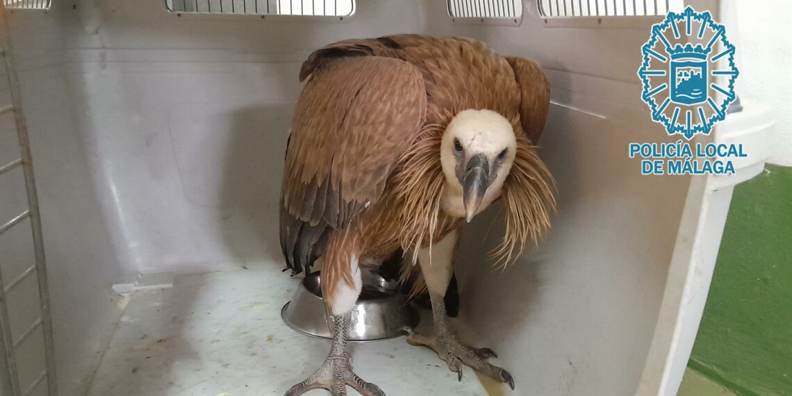 Rescatan en Málaga un ejemplar de buitre leonado que se encontraba debilitado
