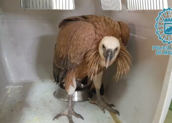 Rescatan en Málaga un ejemplar de buitre leonado que se encontraba debilitado