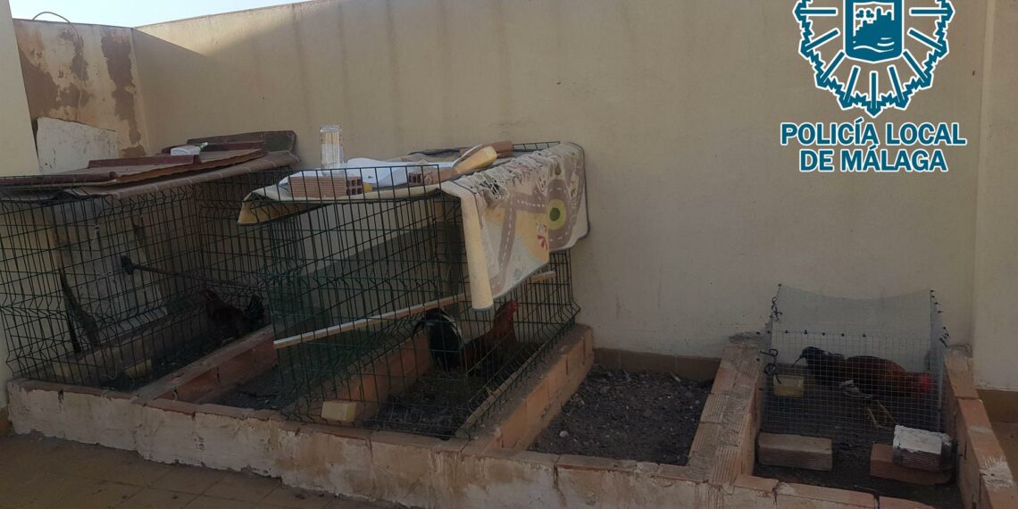 Desmantelan un criadero ilegal de gallos de pelea en Málaga e intervienen ocho ejemplares
