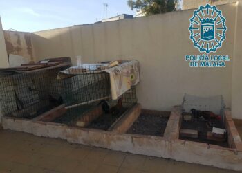 Desmantelan un criadero ilegal de gallos de pelea en Málaga e intervienen ocho ejemplares