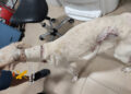 La Guardia Civil investiga a una persona por un delito de maltrato animal a un perro en Mollina