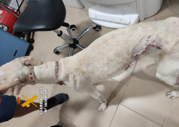 La Guardia Civil investiga a una persona por un delito de maltrato animal a un perro en Mollina