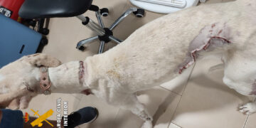 La Guardia Civil investiga a una persona por un delito de maltrato animal a un perro en Mollina