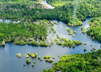 WWF alerta de que casi el 20% de los bosques amazónicos se ha perdido
