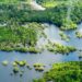 WWF alerta de que casi el 20% de los bosques amazónicos se ha perdido