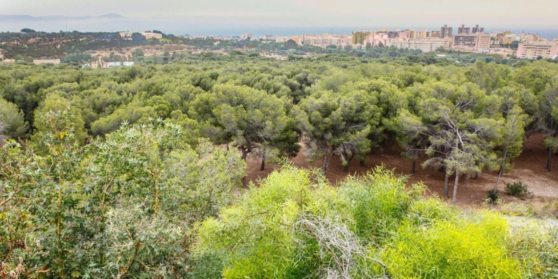 Torremolinos inicia la campaña preventiva contra la plaga de la procesionaria