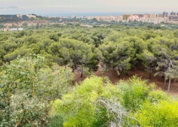 Torremolinos inicia la campaña preventiva contra la plaga de la procesionaria