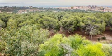 Torremolinos inicia la campaña preventiva contra la plaga de la procesionaria