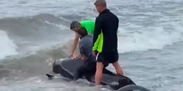 Una ballena piloto aparece entre de Guadalmansa y Velerín