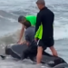 Una ballena piloto aparece entre de Guadalmansa y Velerín