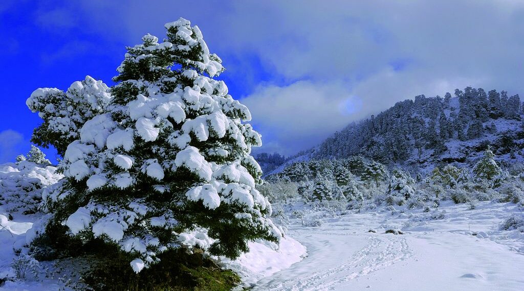 La Junta da luz verde este lunes a la declaración del Espacio Natural Sierra de las Nieves
