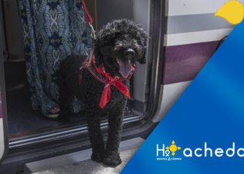 Renfe permitirá viajar a perros de hasta 40 kilos en el AVE Málaga-Madrid