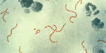 Confirmados cinco menores ingresados en Andalucía por estreptococo del grupo A, uno de ellos en UCI